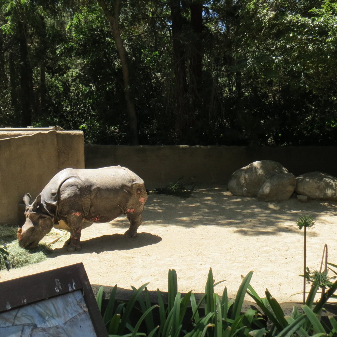 Indian Rhinoceros Exhibit