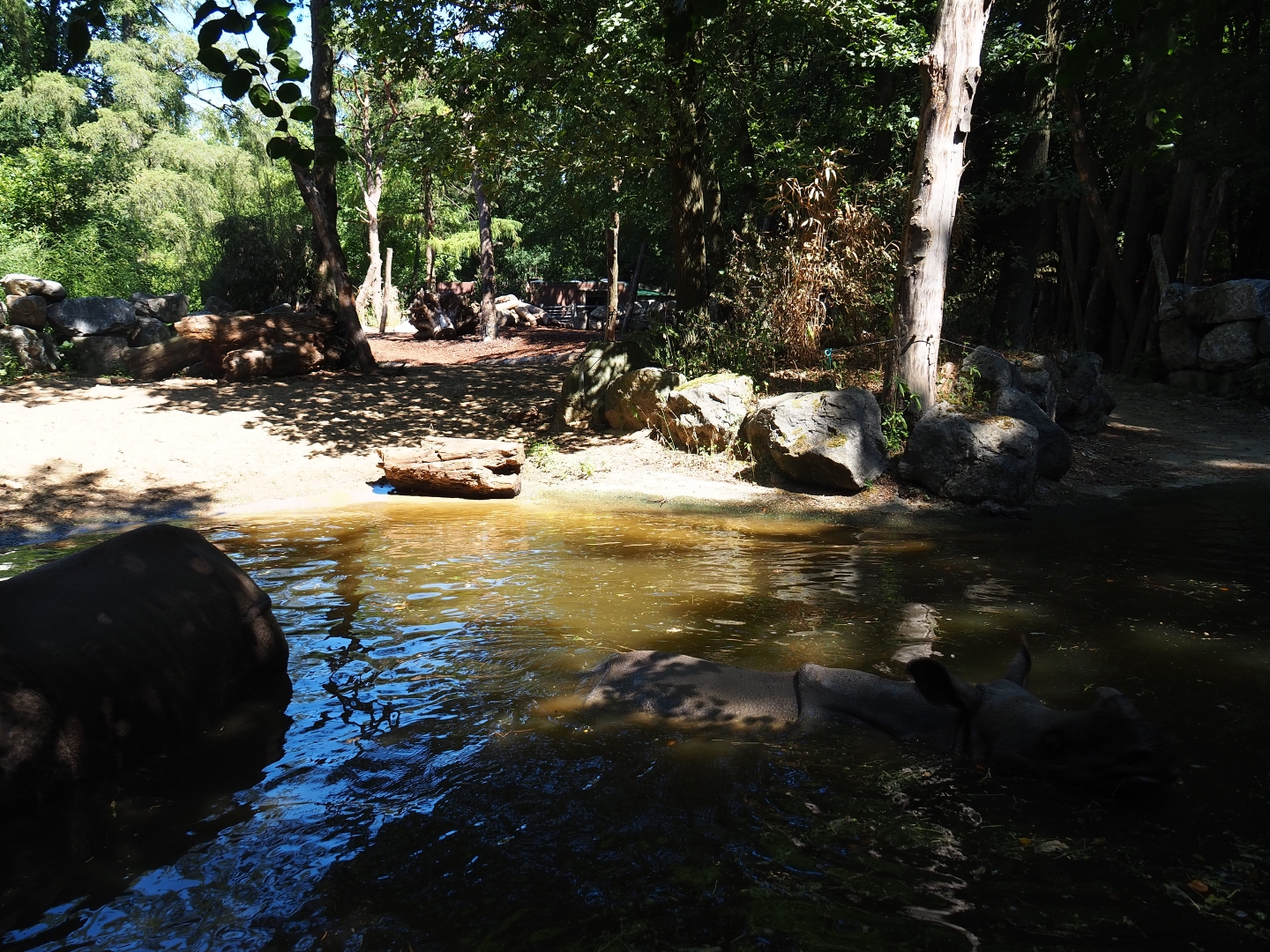 Indian rhinoceros exhibit