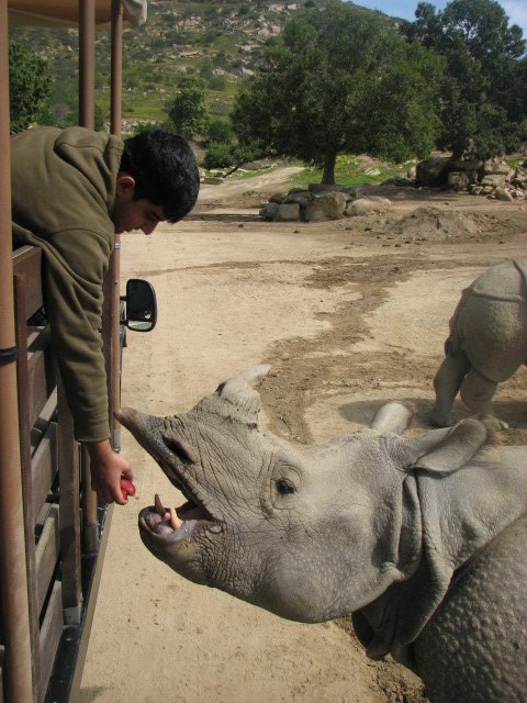 Indian rhinoceros feeding