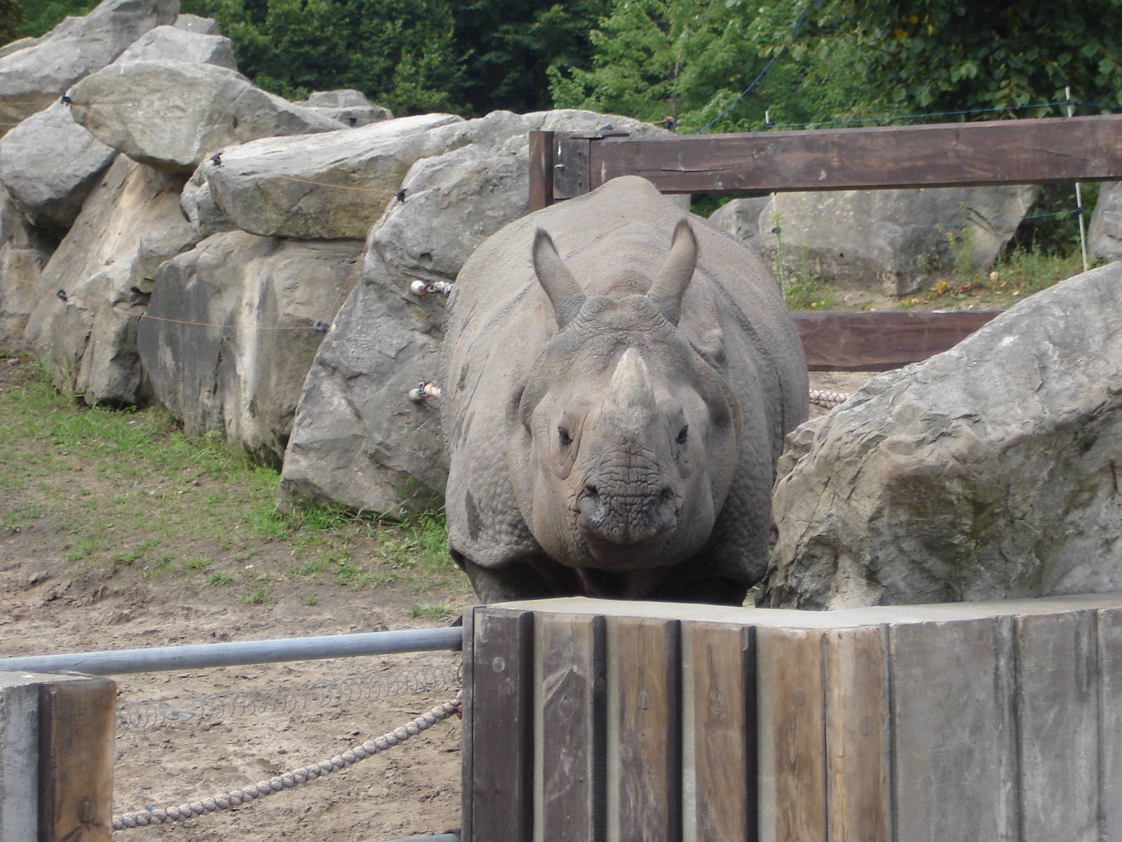 Indian Rhinoceros - female Shikari