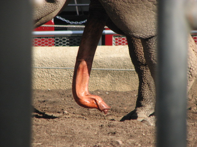 Indian Rhinoceros genitals