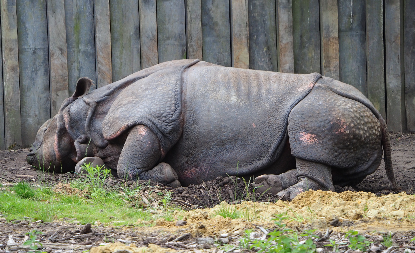Indian rhinoceros Gujarat (Rhinoceros unicornis), 2020-07-14