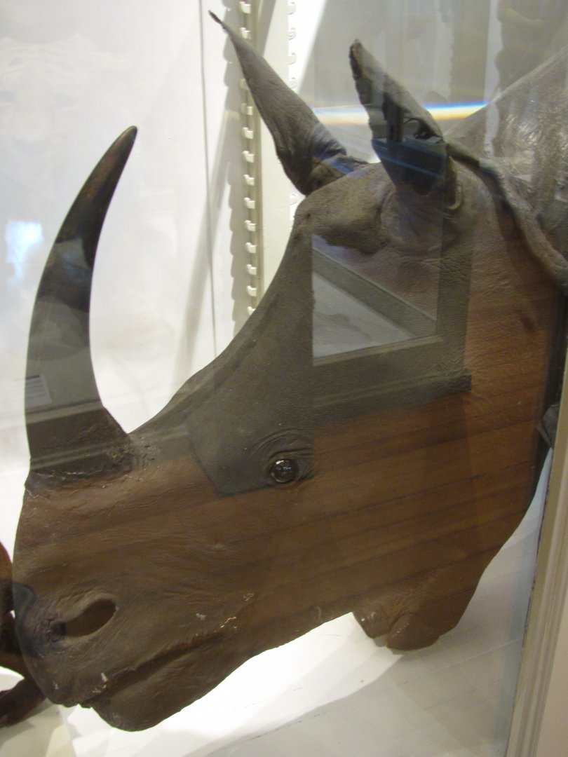 Indian Rhinoceros Head