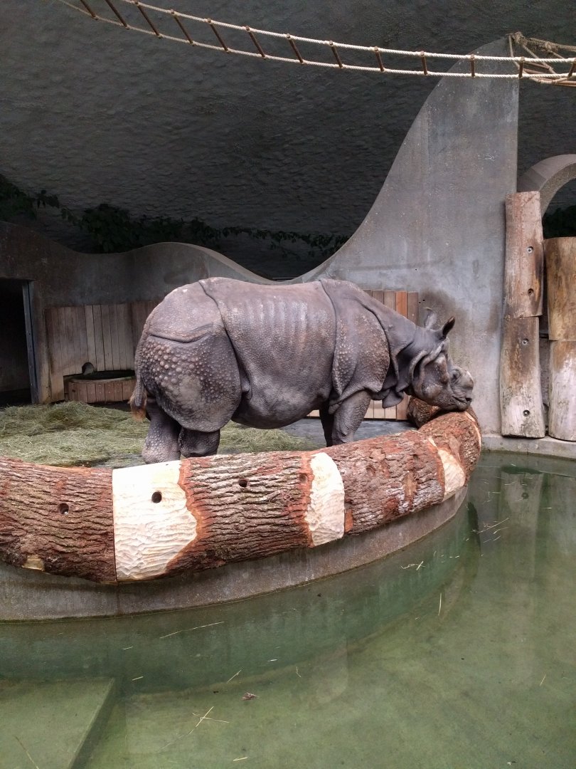 Indian Rhinoceros Indoor Enclosure