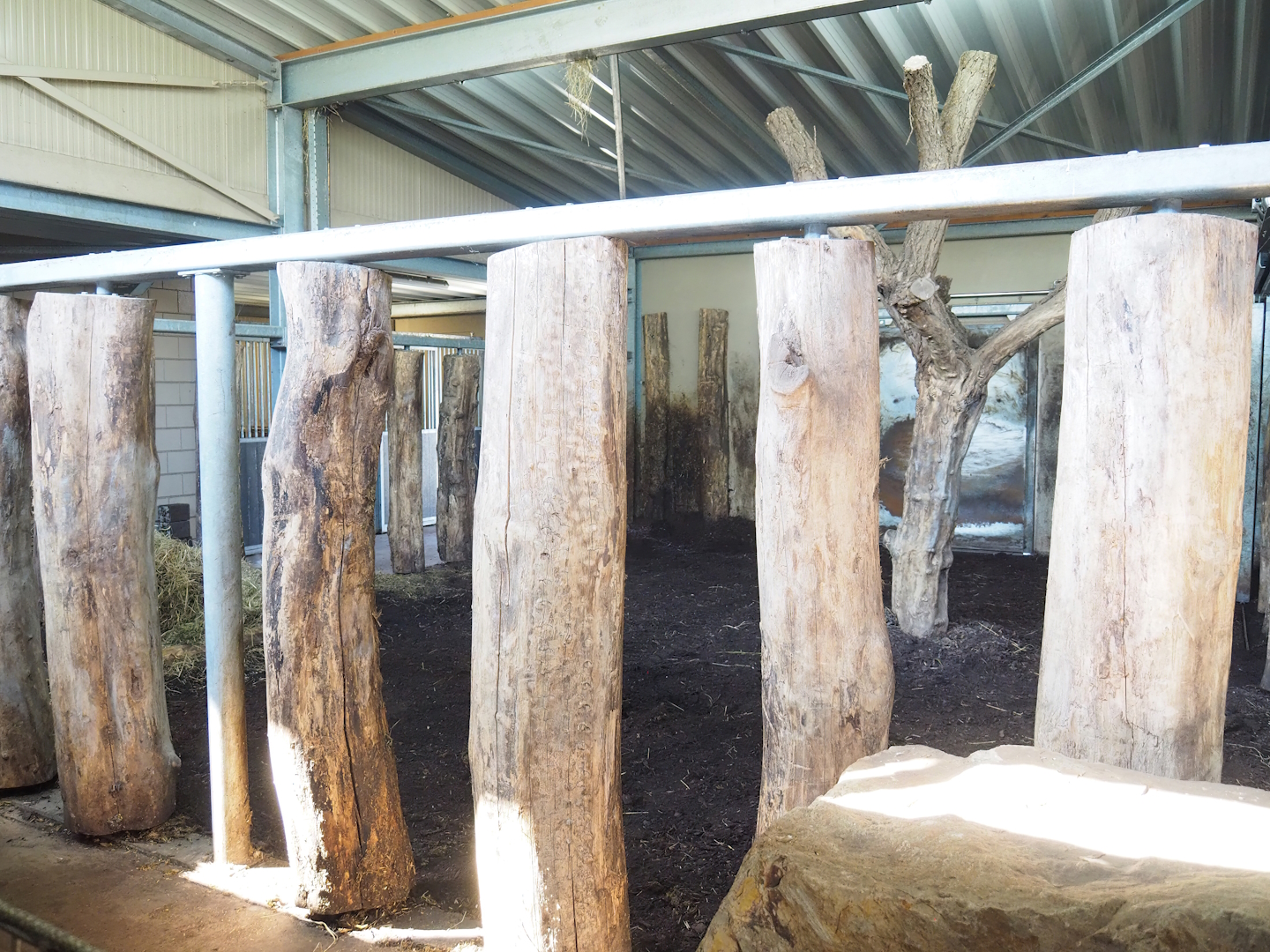 Indian rhinoceros indoor paddock, 2023-04-30