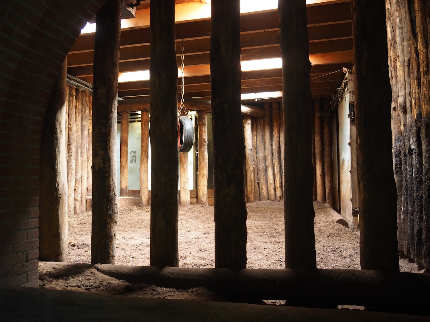 Indian rhinoceros indoor paddock, 2023-09-24