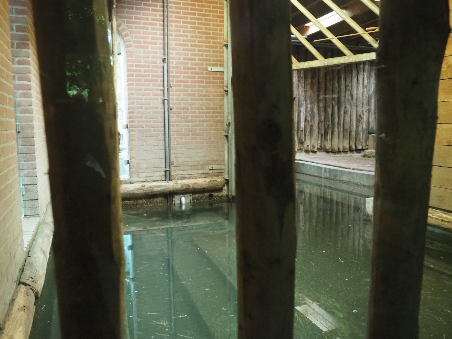 Indian rhinoceros indoor paddock and indoor pool, 2023-09-24