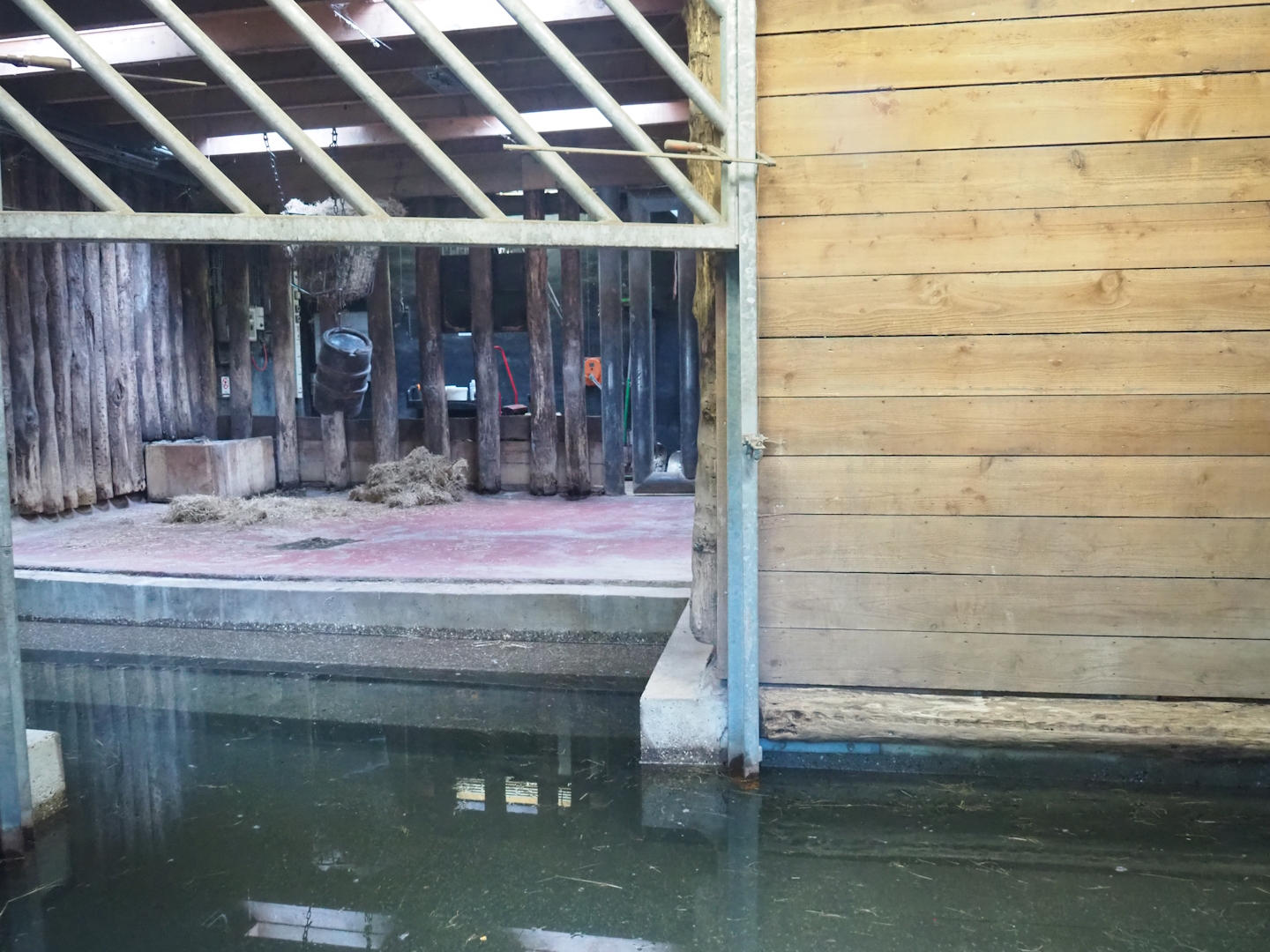 Indian rhinoceros indoor paddock and indoor pool, 2023-09-24