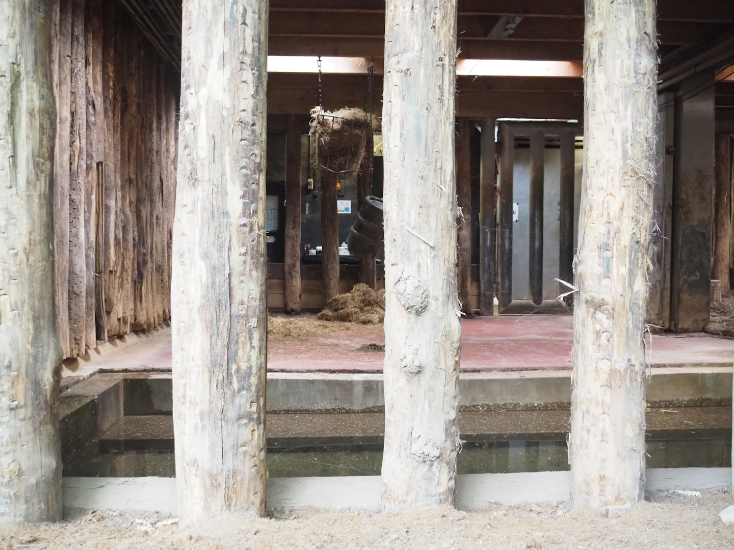Indian rhinoceros indoor paddock and indoor pool, 2023-09-24