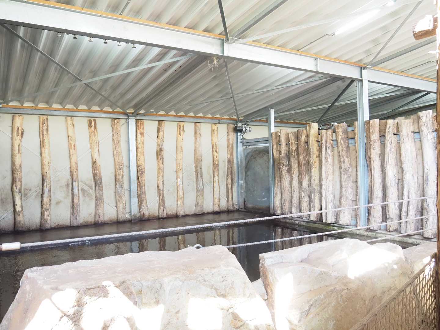 Indian rhinoceros indoor pool, 2023-04-30