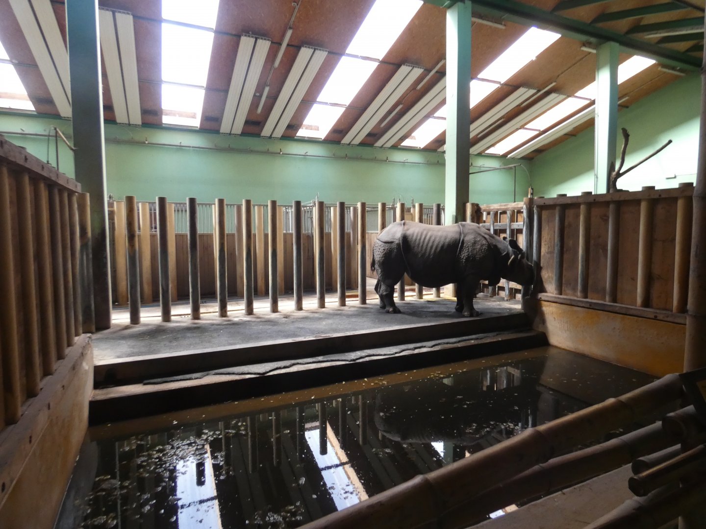 Indian rhinoceros indoor pool