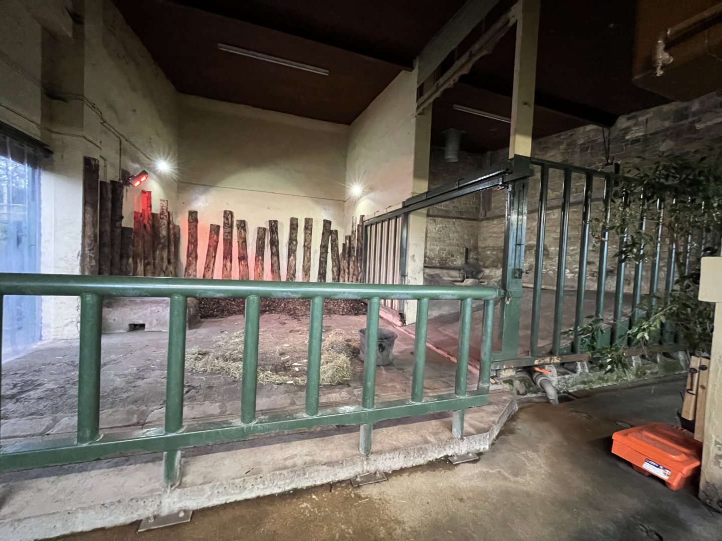 Indian rhinoceros indoors (0.5 zoom) 9.3.24