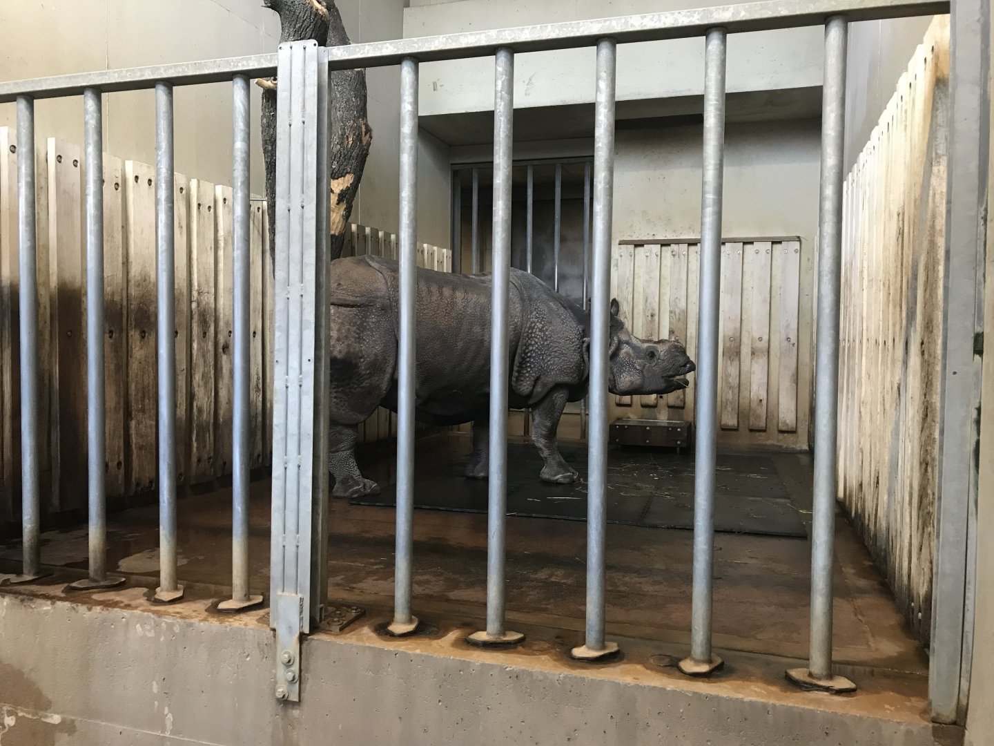 Indian rhinoceros indoors 011218