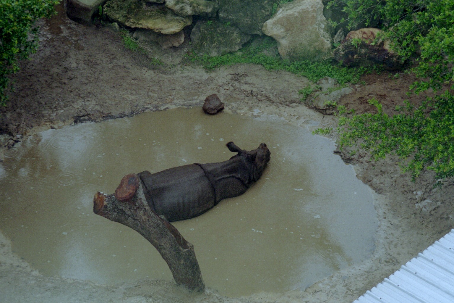 Indian Rhinoceros "Jamie"