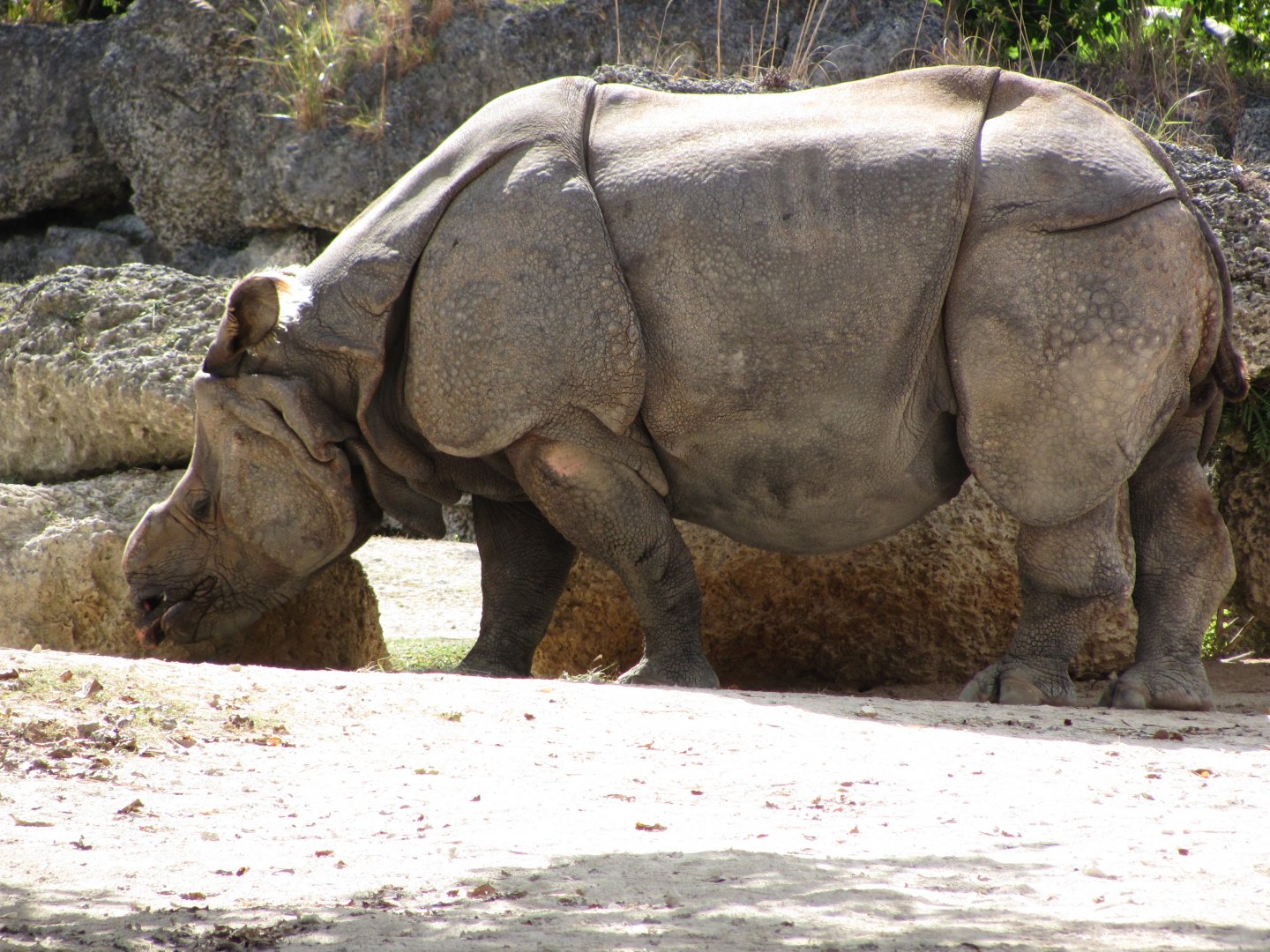 Indian Rhinoceros Johnny