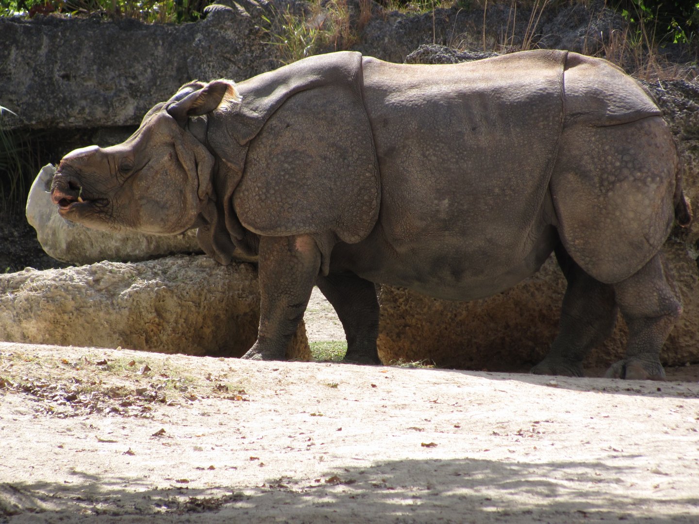 Indian Rhinoceros Johnny