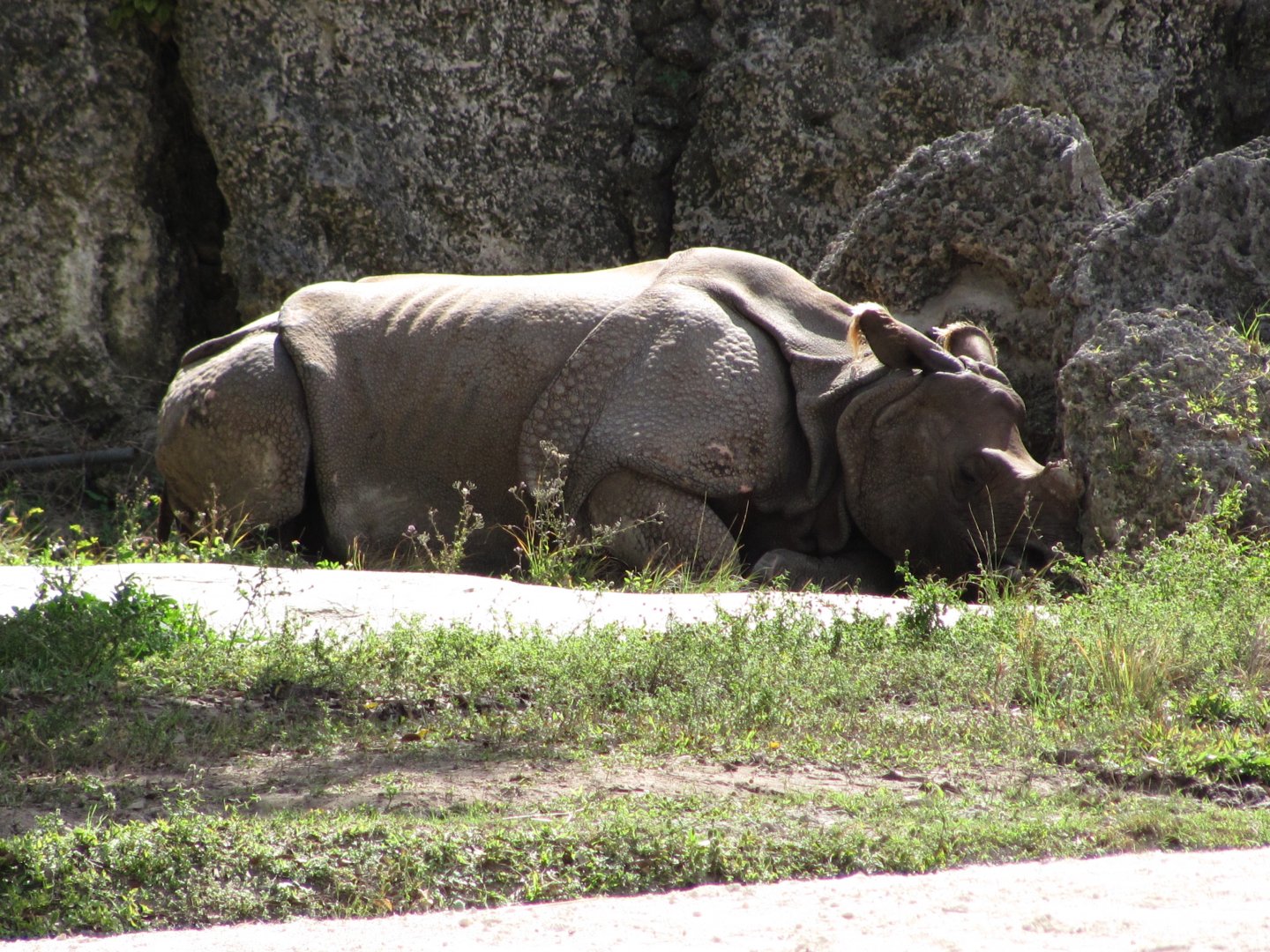 Indian Rhinoceros Kalu