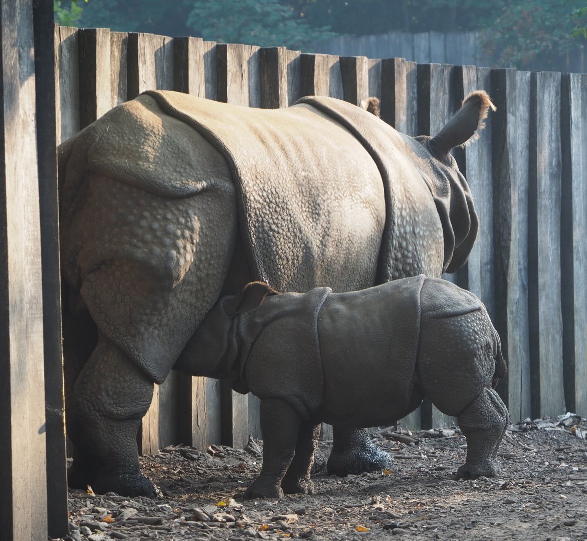 Indian rhinoceros Karamat nursing calf Vaiana (Rhinoceros unicornis), 2020-09-16