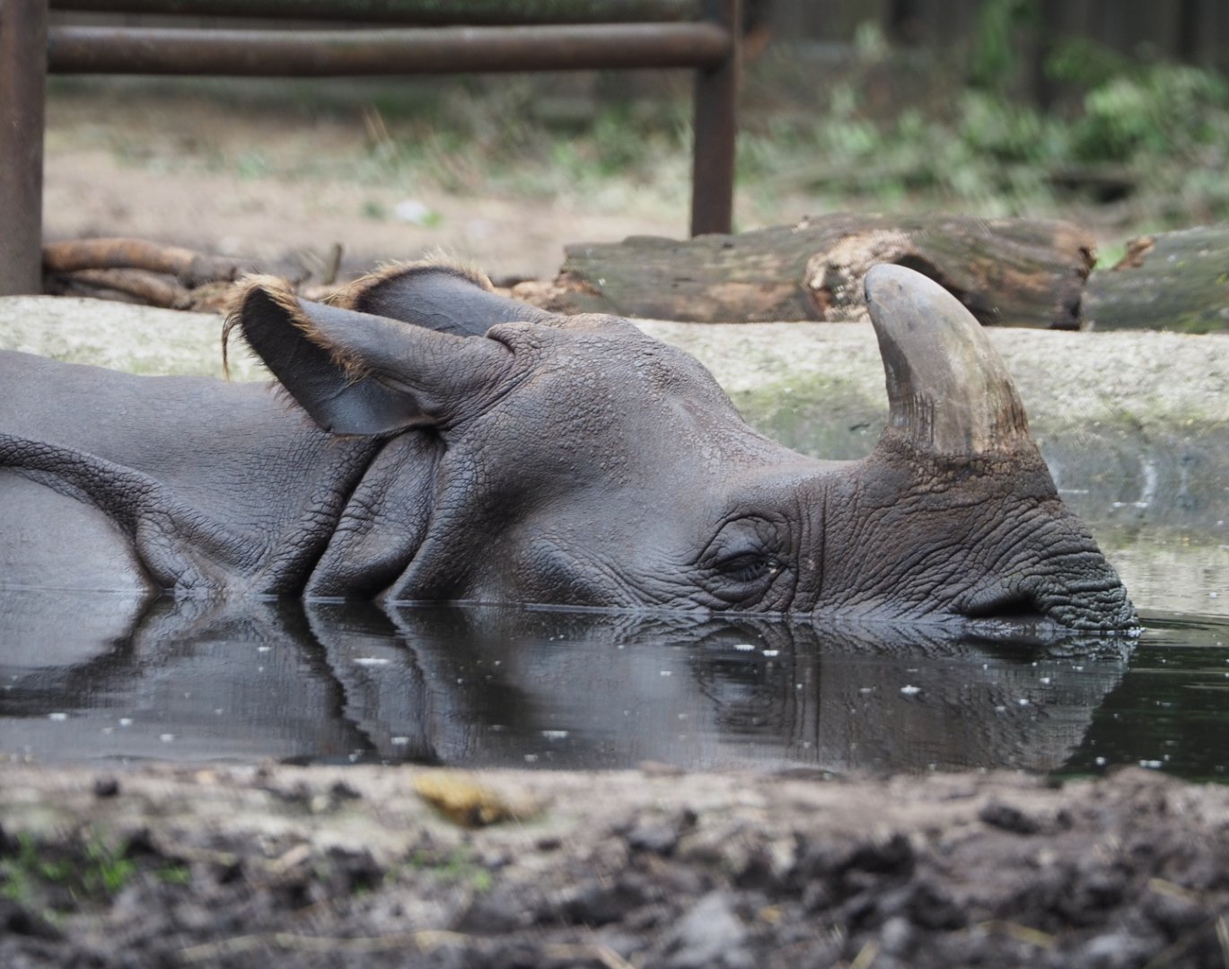 Indian rhinoceros Karamat (Rhinoceros unicornis) in the pool, 2021-07-03