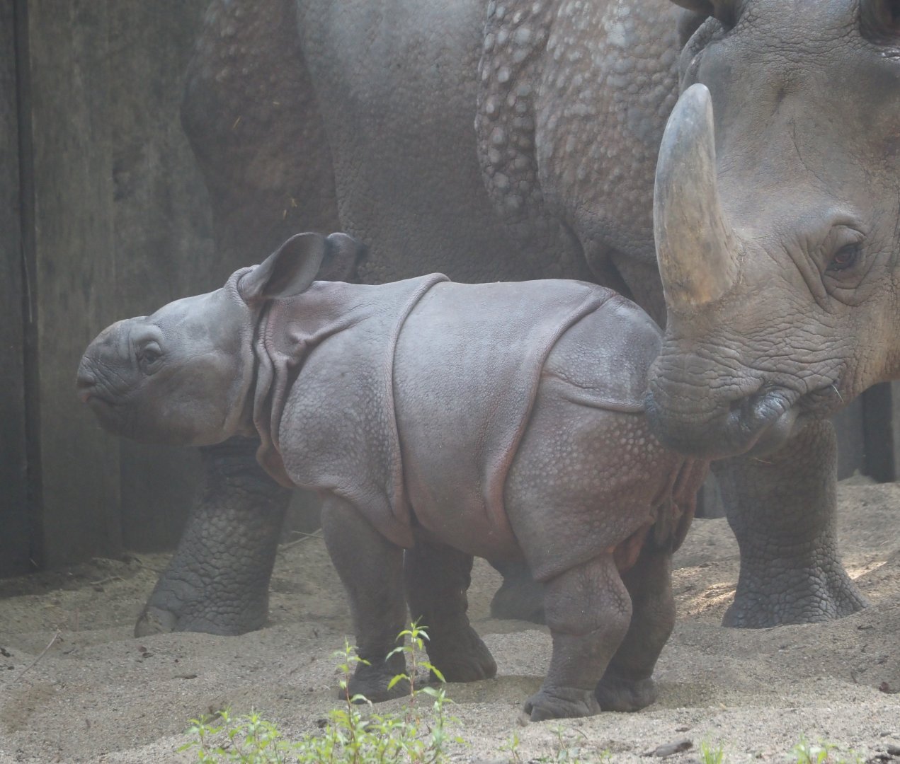 Indian rhinoceros Karamat with calf Amari (Rhinoceros unicornis), 2025-08-13