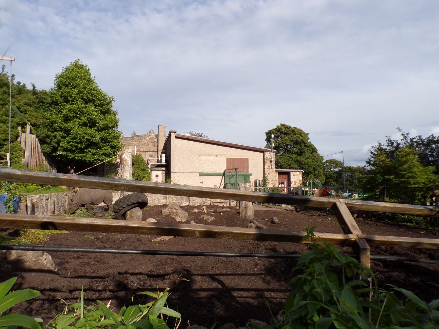 Indian rhinoceros lower part of enclosure 14.8.23