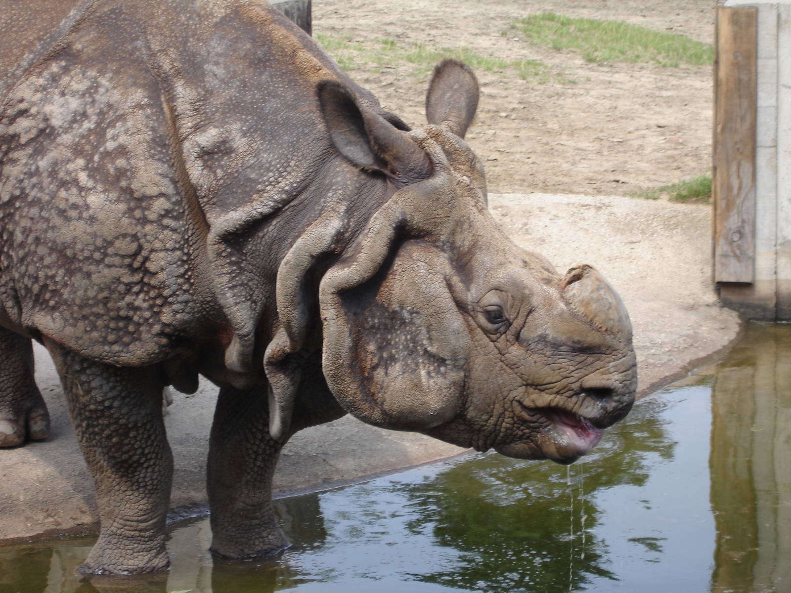Indian Rhinoceros - male Jacob