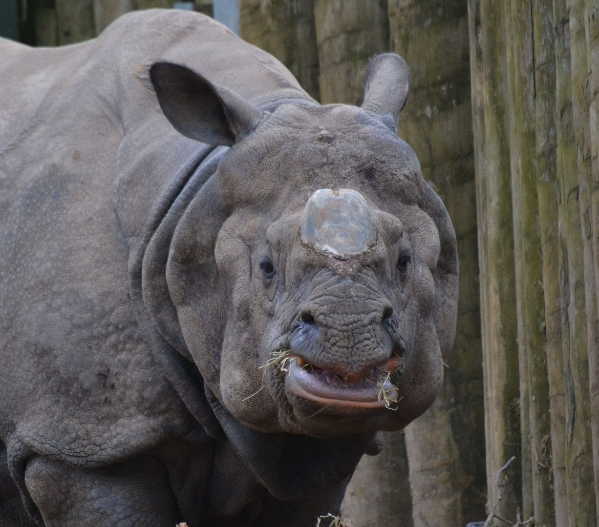 Indian Rhinoceros - March 2018