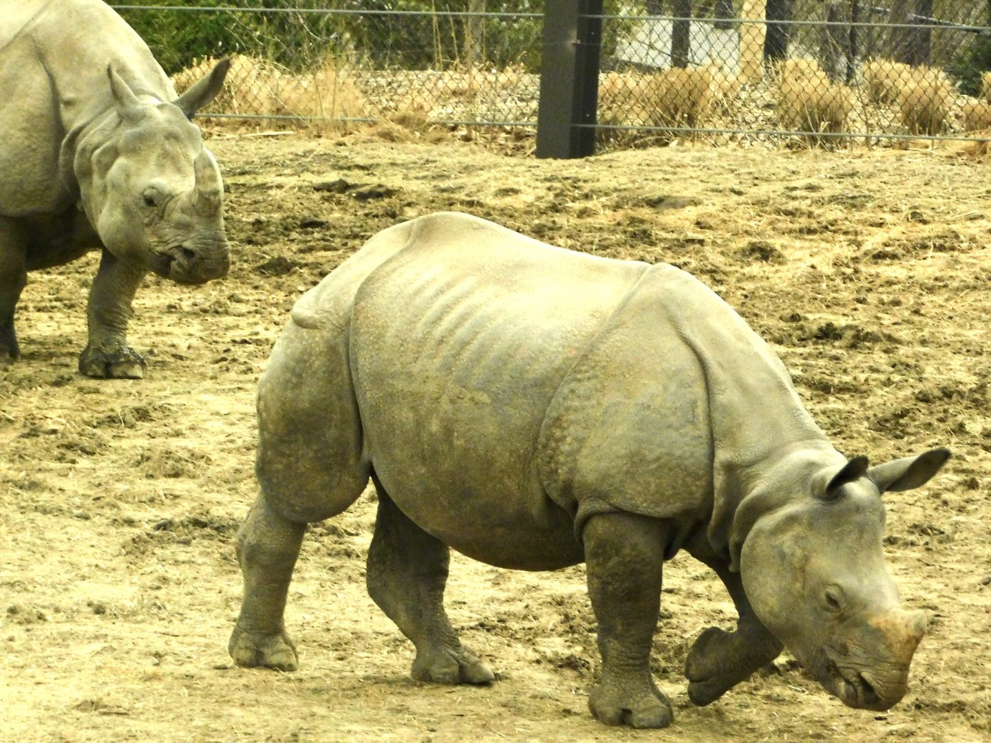Indian Rhinoceros- March 21, 2022
