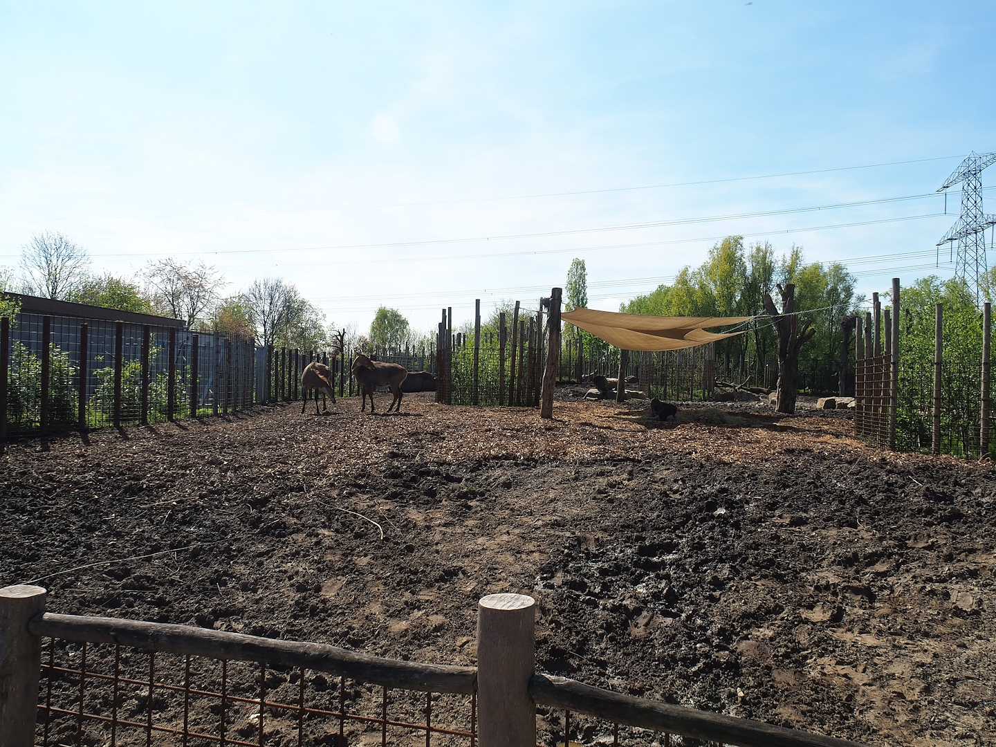 Indian rhinoceros, Nilgai, Indian hog deer and Visayan warty pig exhibit, 2023-04-30