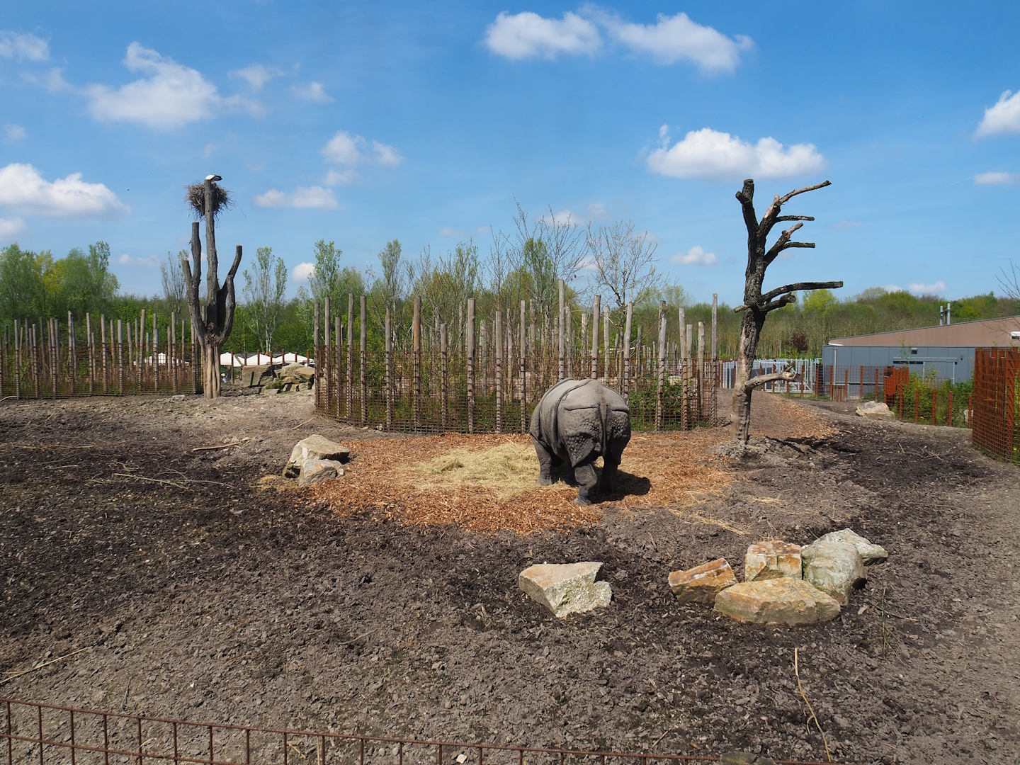 Indian rhinoceros, Nilgai, Indian hog deer and Visayan warty pig exhibit, 2023-04-30
