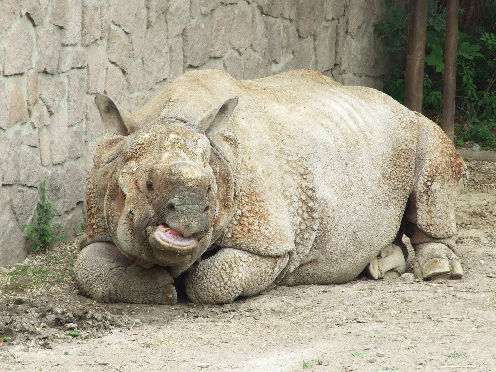 Indian rhinoceros, Nim