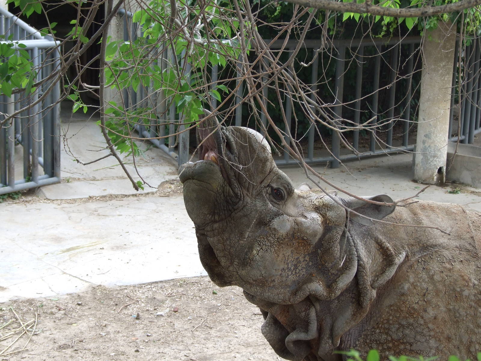 Indian rhinoceros Nim