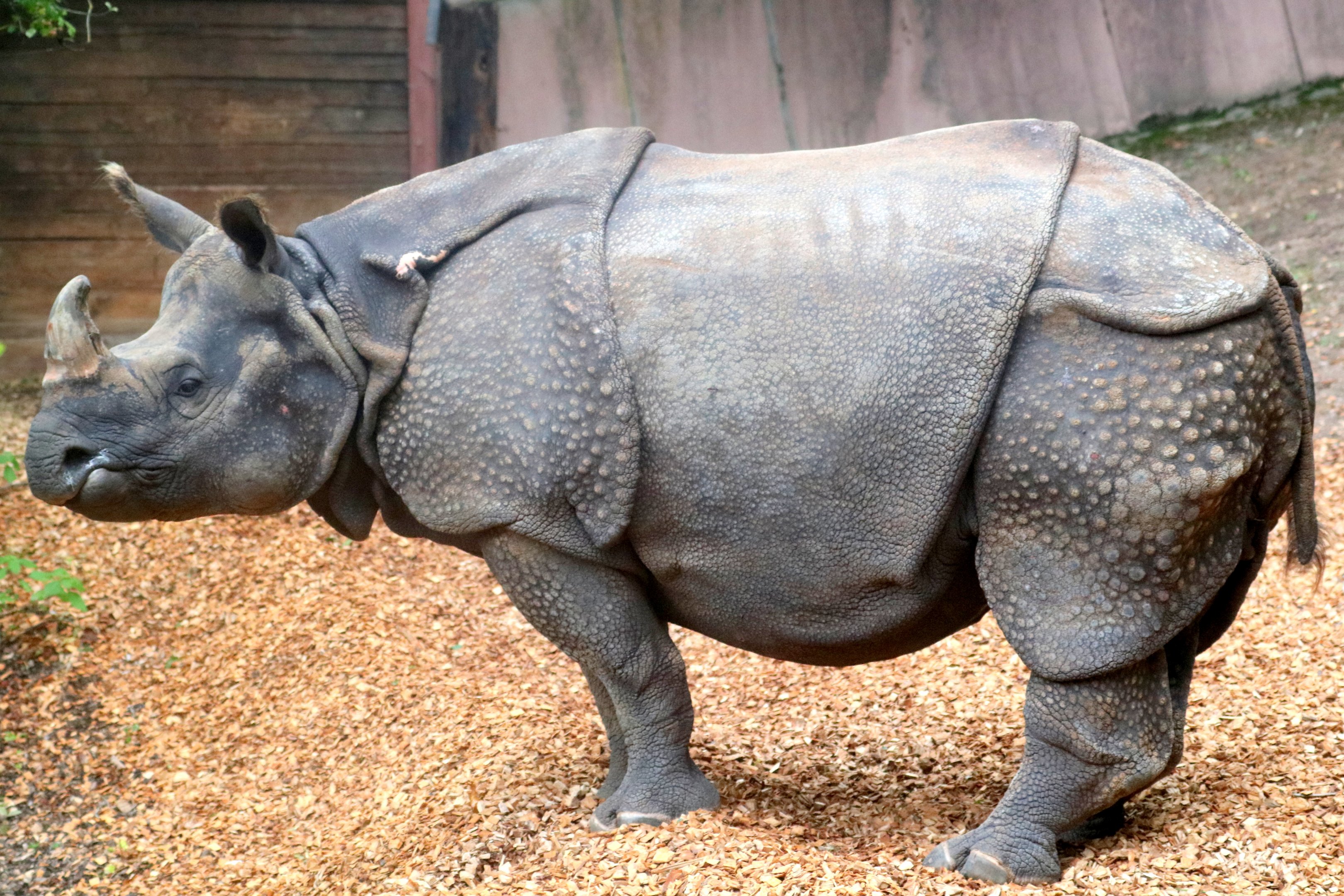 Indian rhinoceros; Nuremberg; 7th September 2019
