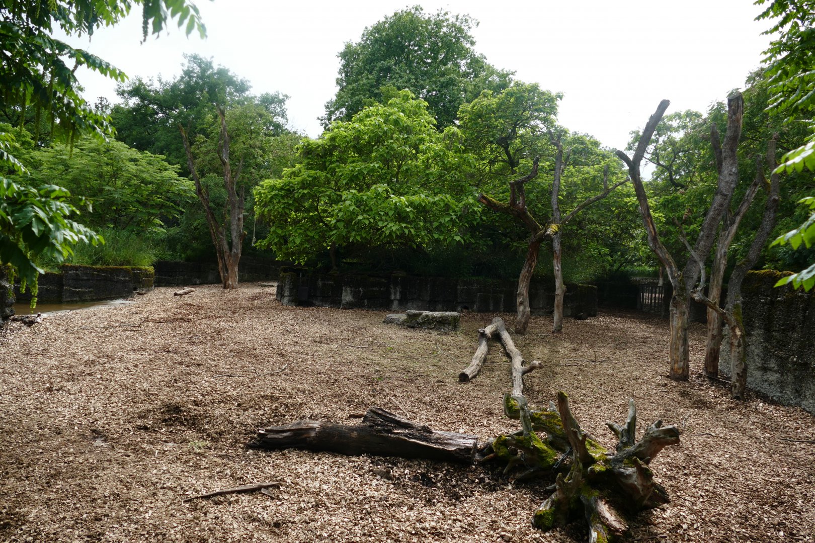 Indian Rhinoceros Outdoor Exhibit