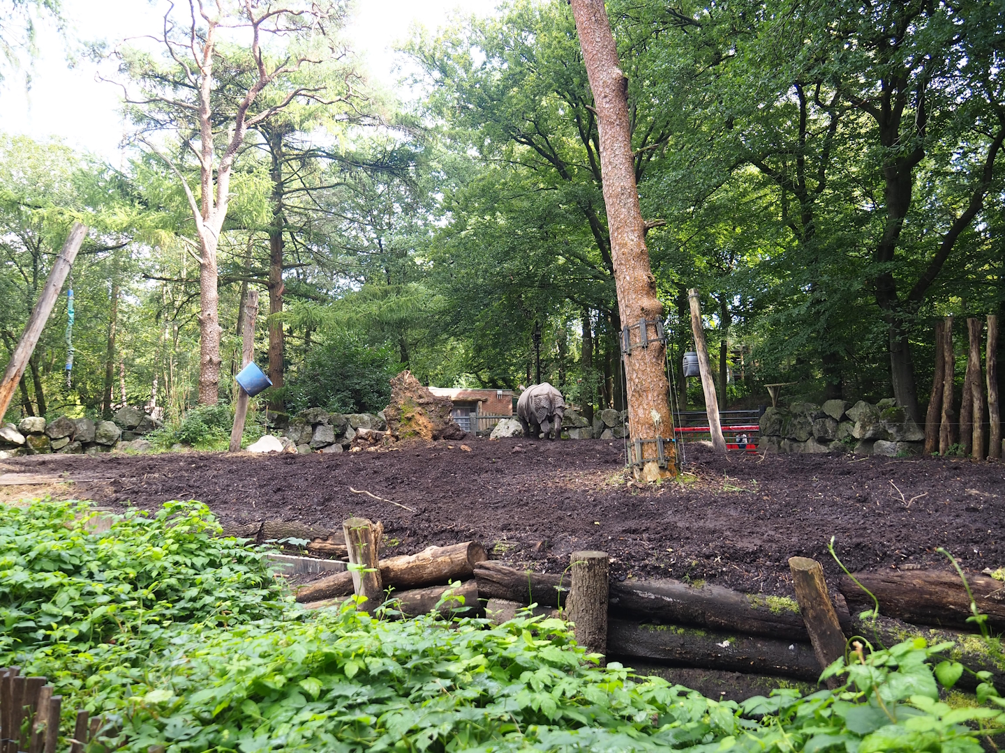 Indian rhinoceros paddock, 2023-09-24