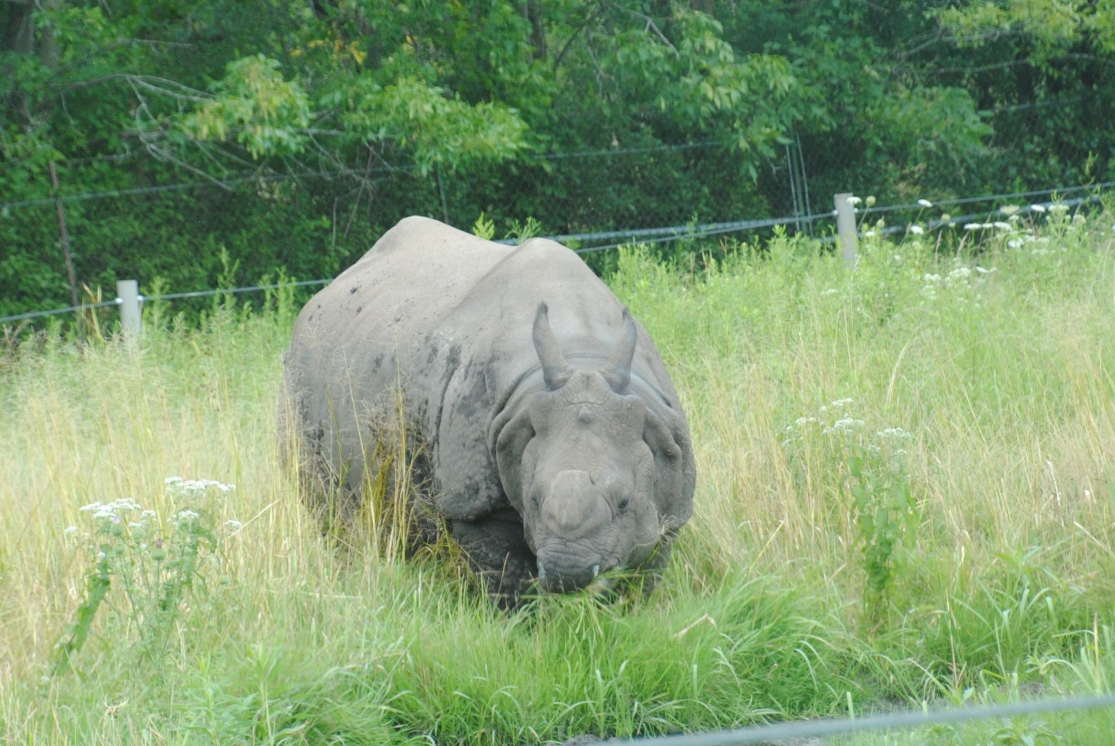 Indian Rhinoceros (paddock separated from the rest of Australasia reserve)