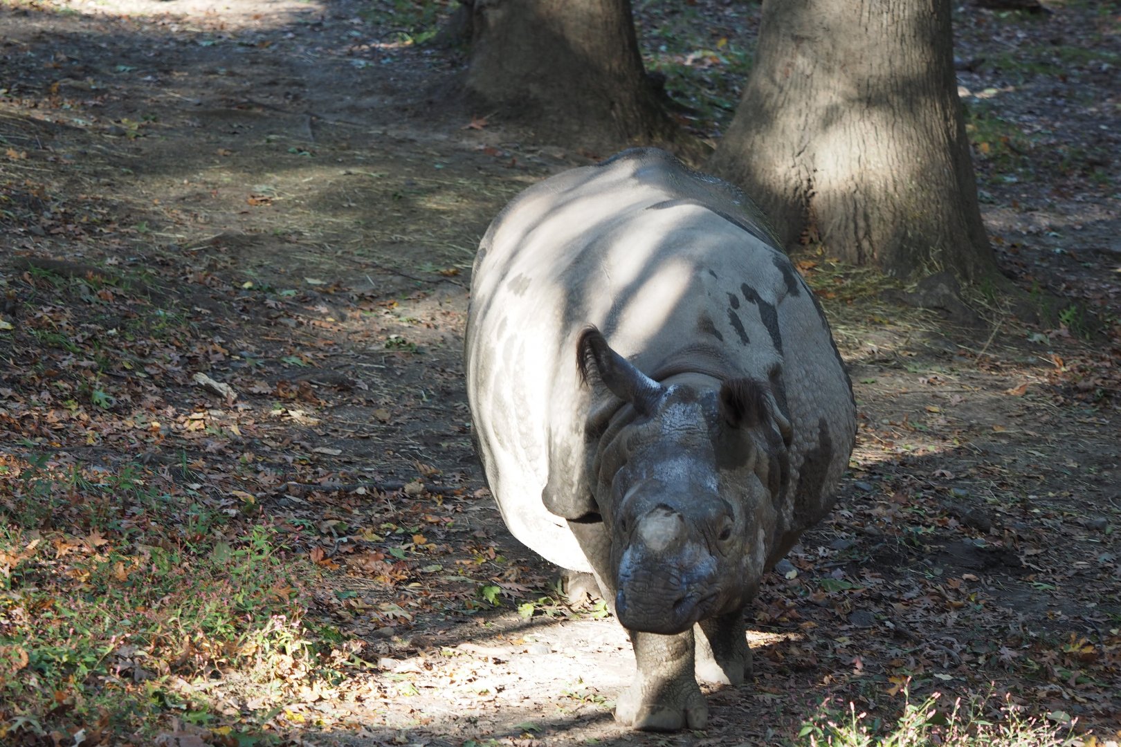 Indian rhinoceros "Penny"