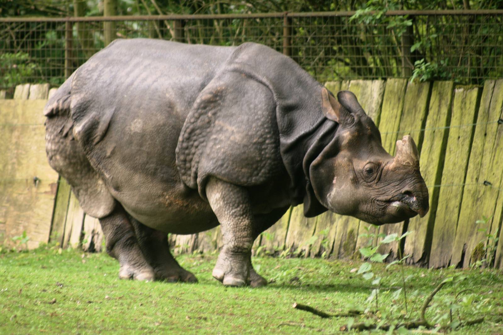 Indian rhinoceros; Planckendael; 11th May 2010