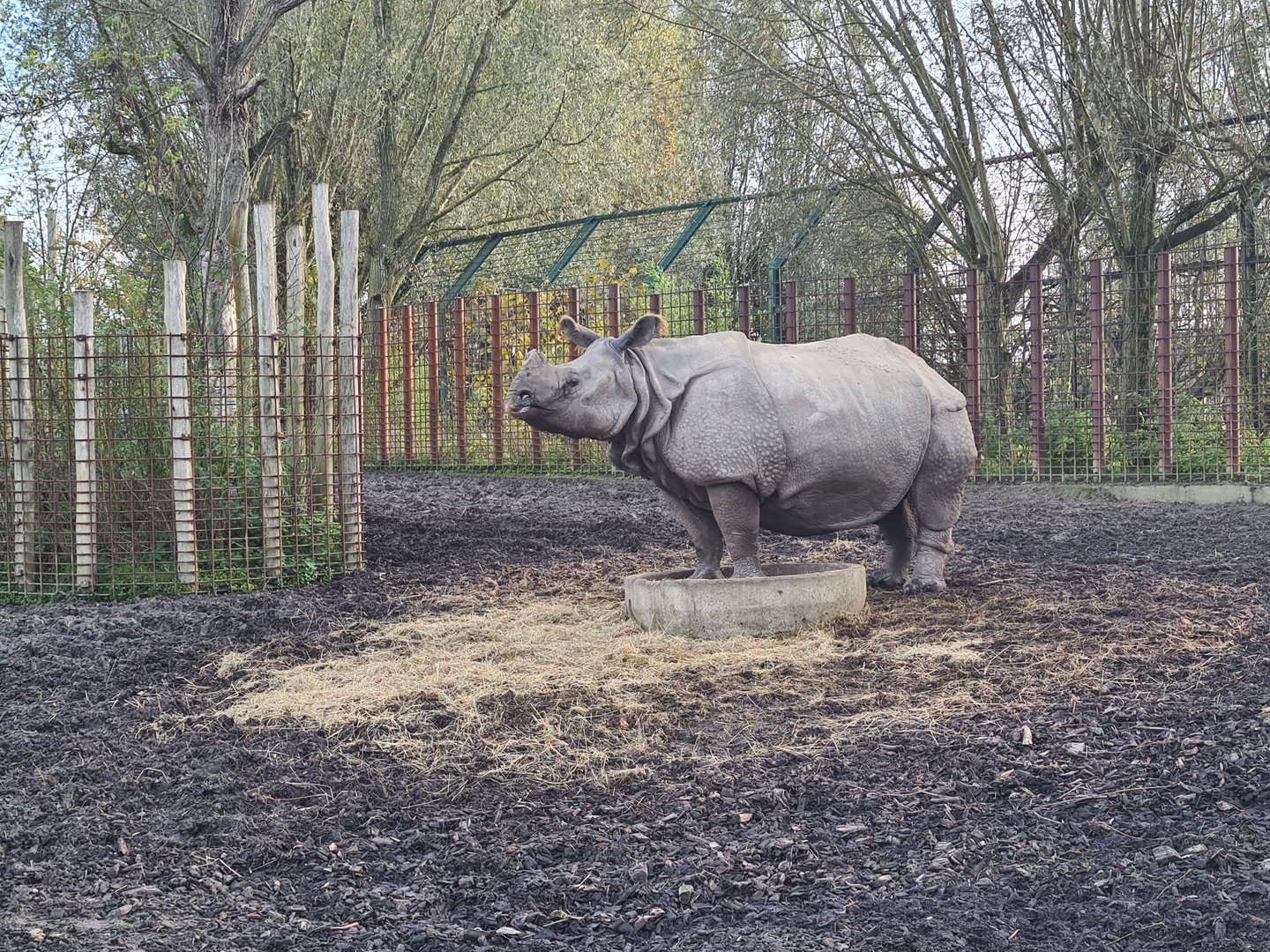 Indian Rhinoceros posing