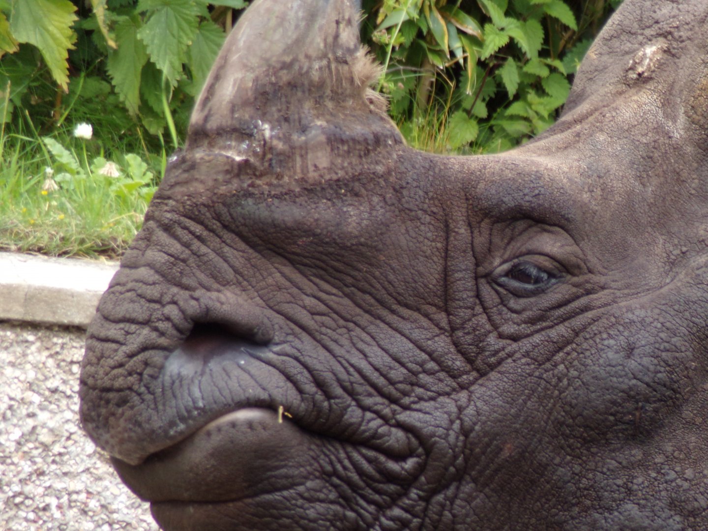 Indian rhinoceros “Qabid” 18.7.24