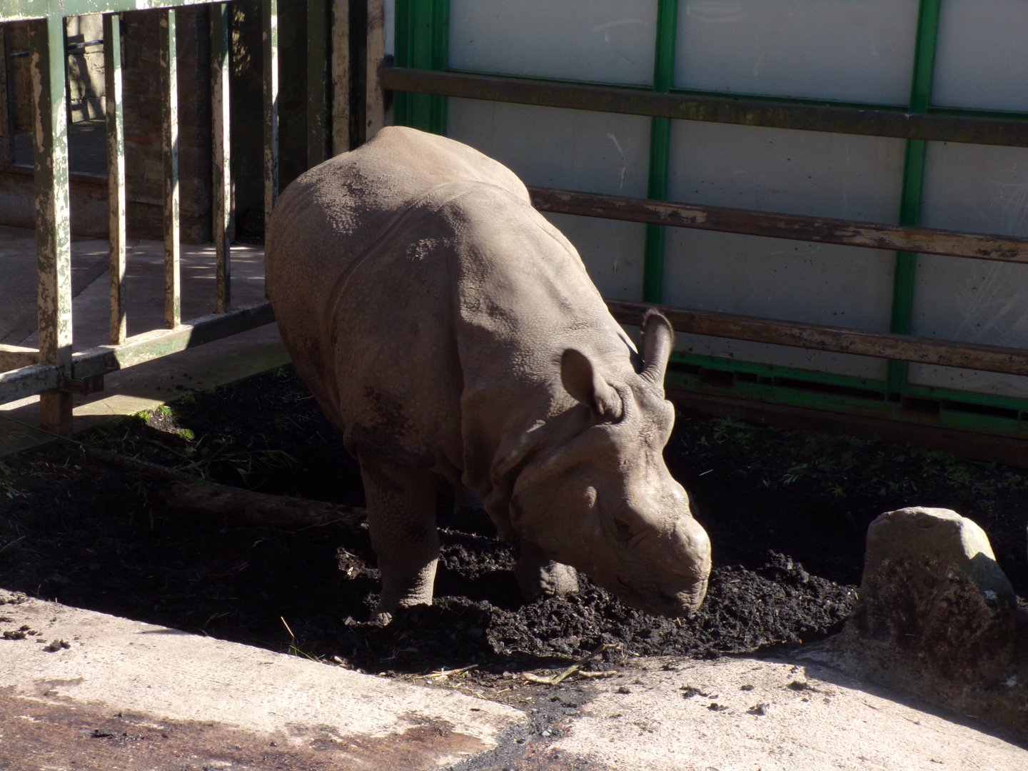 Indian rhinoceros “Qabid” 20.4.25