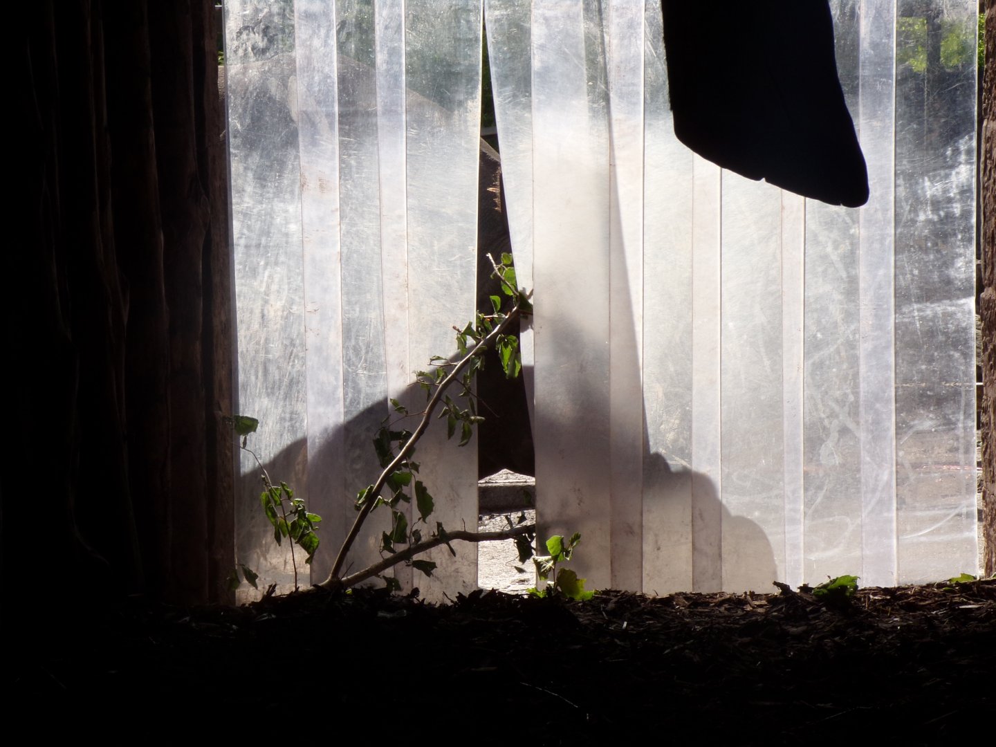 Indian rhinoceros “Qabid” eating behind the flaps 18.7.25