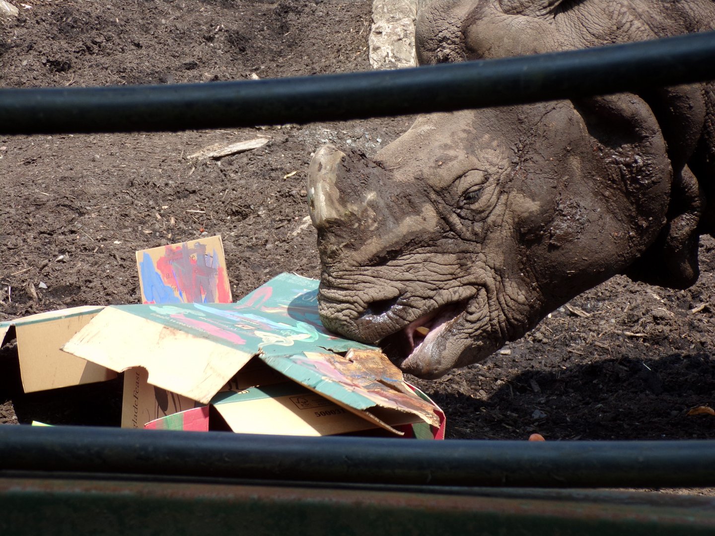 Indian Rhinoceros “Qabid” eating cardboard 20.7.23