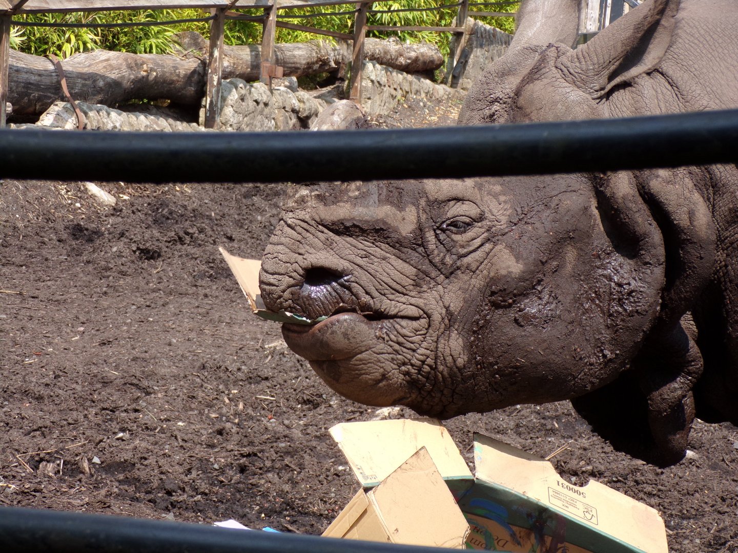 Indian rhinoceros “Qabid” eating cardboard 20.7.23