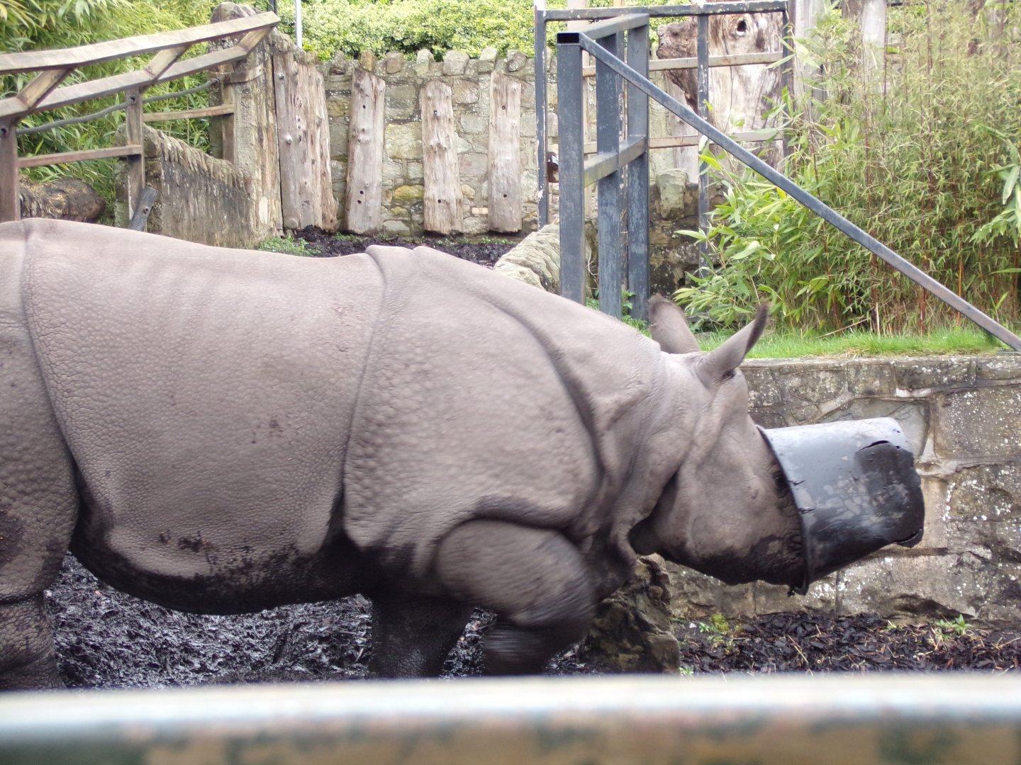 Indian rhinoceros “Qabid” with a bucket on his head 9.4.24