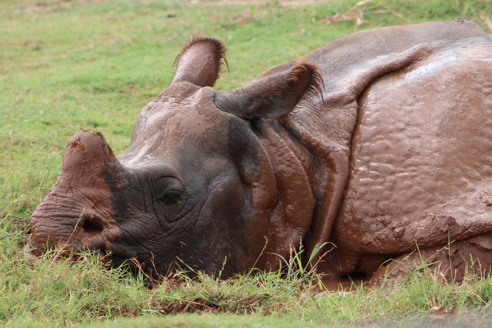 Indian Rhinoceros (R. unicornis)