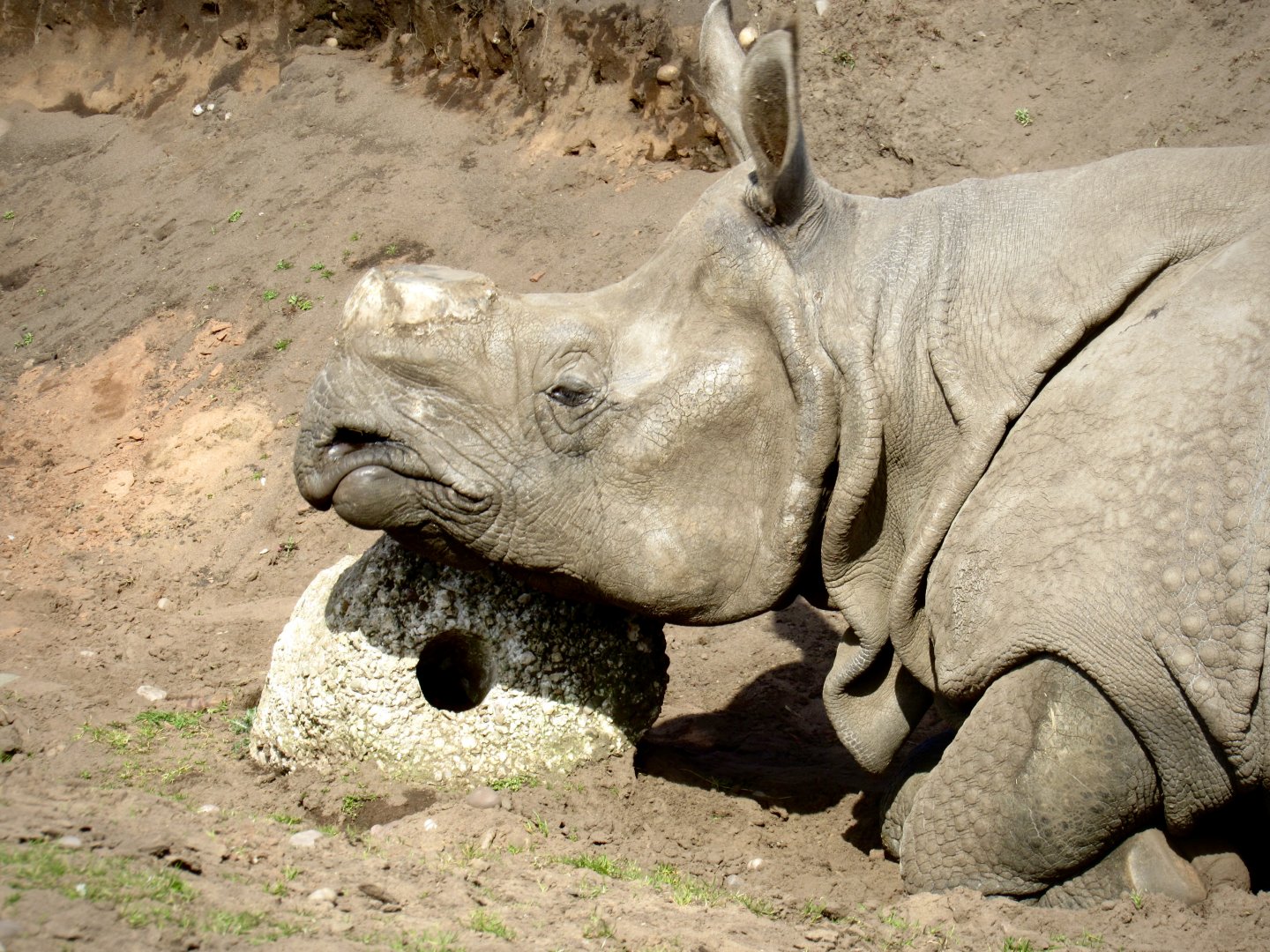 Indian rhinoceros - Rap