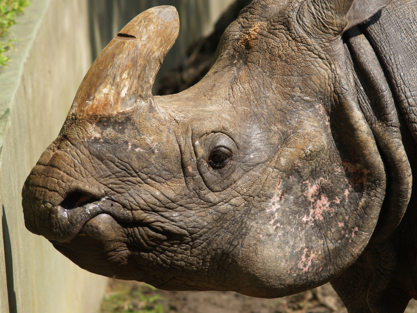 Indian rhinoceros (Rhinoceros unicornis), 2006-08-23