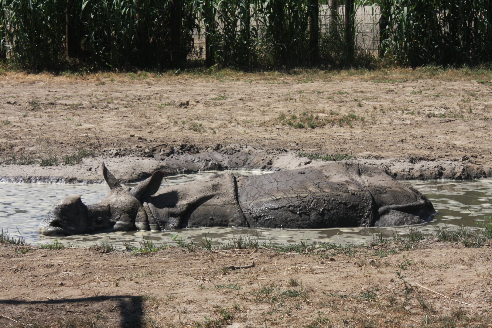 Indian rhinoceros (Rhinoceros unicornis) 2013