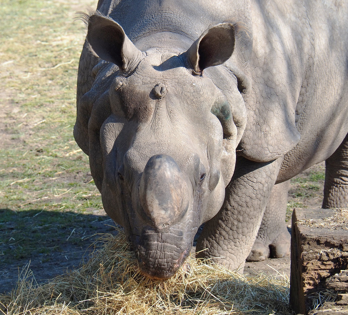 Indian rhinoceros (Rhinoceros unicornis), 2022-03-08